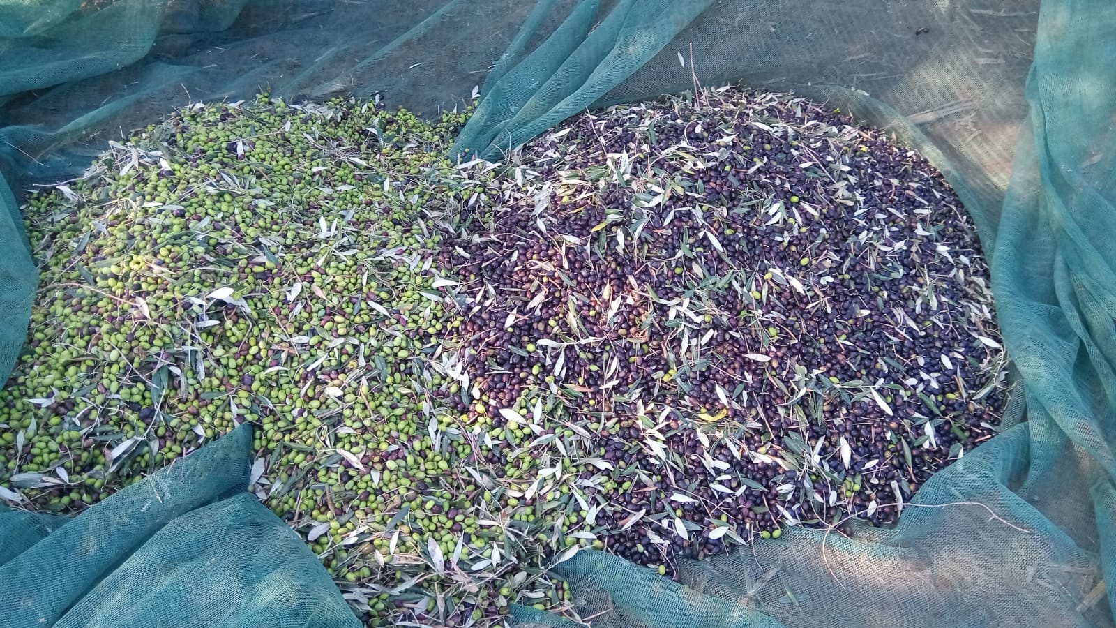 La nostra azienda è circondata da 500 piante di olivo di diverse varietà che producono un olio dal profumo intenso e dal colore dorato.