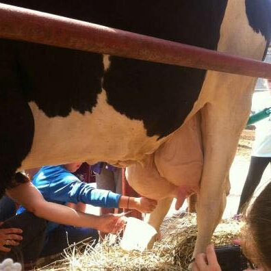 Latte e i suoi derivati Viene presentata ai bambini la mungitura della mucca e chi vuole può provare a farla. Poi partendo dal latte crudo provvedono essi stessi alla rottura della cagliata e alla produzione del primo sale e della ricotta. Costo: 13€ a bambino
