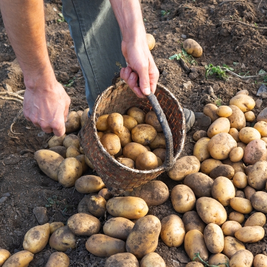 Dalle patate agli gnocchi – Maggio – Giugno – Luglio-