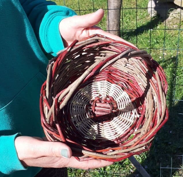 Cesti e canestri (dai 10 anni in su) I bambini impareranno l’antica arte di intrecciare per realizzare cesti in fibre vegetali (salici), della quale la fattoria è ricca. Non sempre si riesce a completare il lavoro in fattoria. Ci si può accordare per terminarlo in classe nei giorni successivi all’uscita.