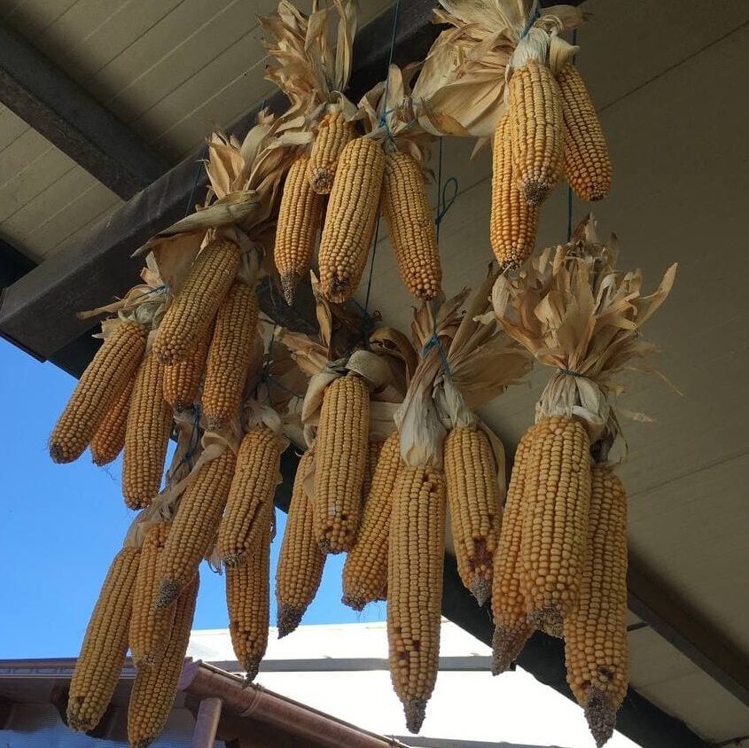 Dal mais alla polenta e … Pop-corn (tutto l’anno) Dopo aver conosciuto la pianta del masi, aver sgranato e macinato le pannocchie si passa alla cottura della polenta in un grande pentolone. Una tipologia di mais piccolino viene messo in padella per ottenere dei pop-corn. La polenta (senza condimenti aggiunti) verrà portata a casa.