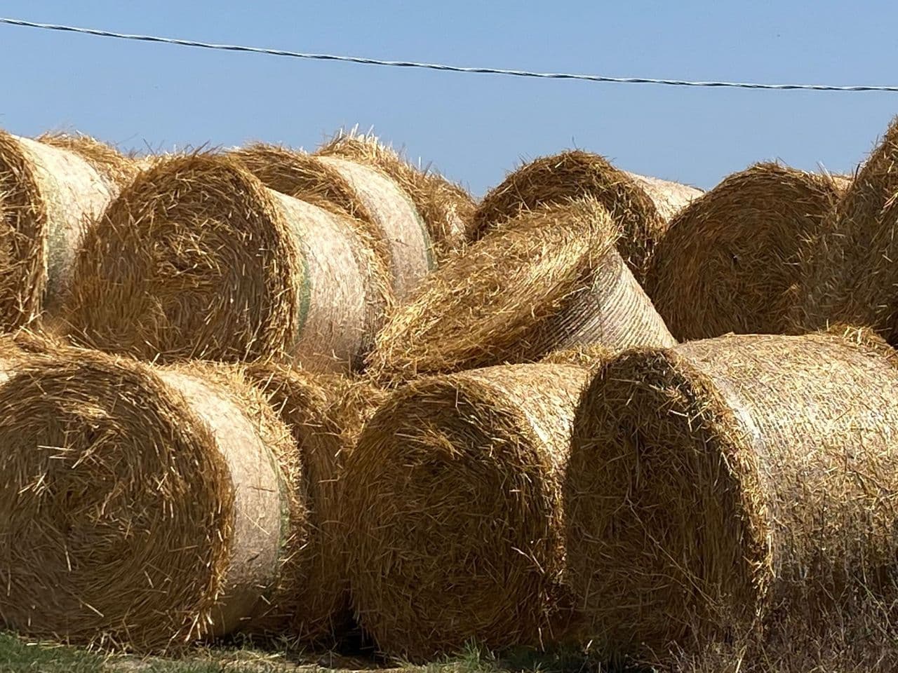 ADOTTA UNA BALLA🌾