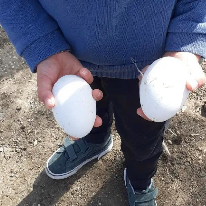Dall’uovo alla pasta I bambini raccolgono le uova nel pollaio e preparano delle fettuccine o ravioli che porteranno a casa. Si utilizzano le uova di gallina, di anatra e di oca della fattoria. Se fosse disponibile l’uovo di struzzo, si assiste alla sua apertura e se ne utilizza l’interno. Per i bambini Celiaci: Impastano con farina senza glutine (Riso,Mais).